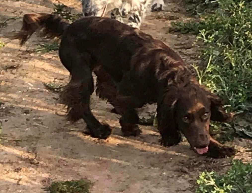 Life_BreakDown's tweet photo. Missing since May 135th Roo is microchipped and very missed. She was last seen along the A513 in Elford.
Help bring her home
#bringroohome #missingdog #doglost #missingdoguk https://t.co/xs7faAK5vO