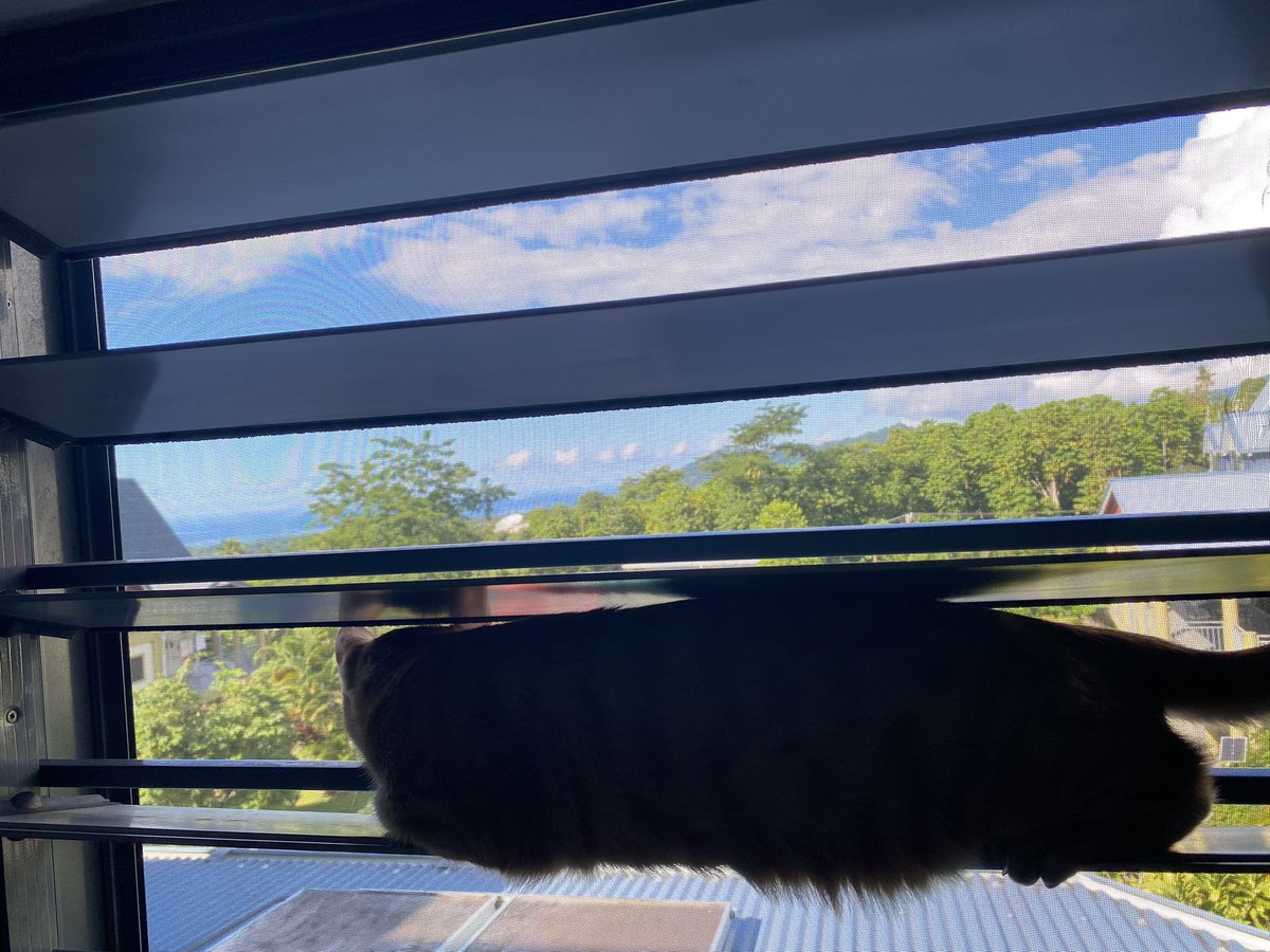 Watching hedges from the top floor. Ocean view #Hedgewatch 🏝️

#CatsOfTwitter #猫のいる暮らし