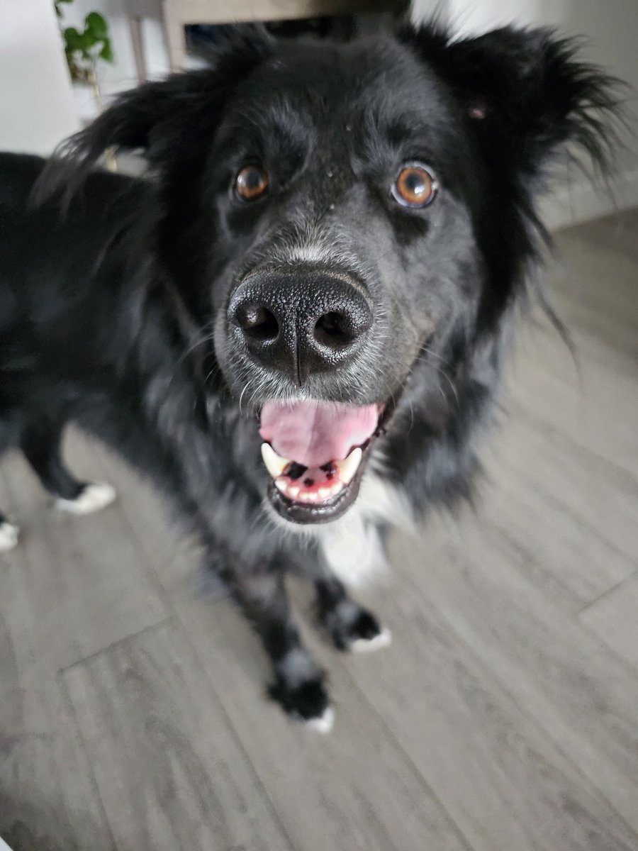realSlackaction's tweet photo. @EllyVtuber Happy birthday from the pupper (and me to) https://t.co/wGehbgvg56