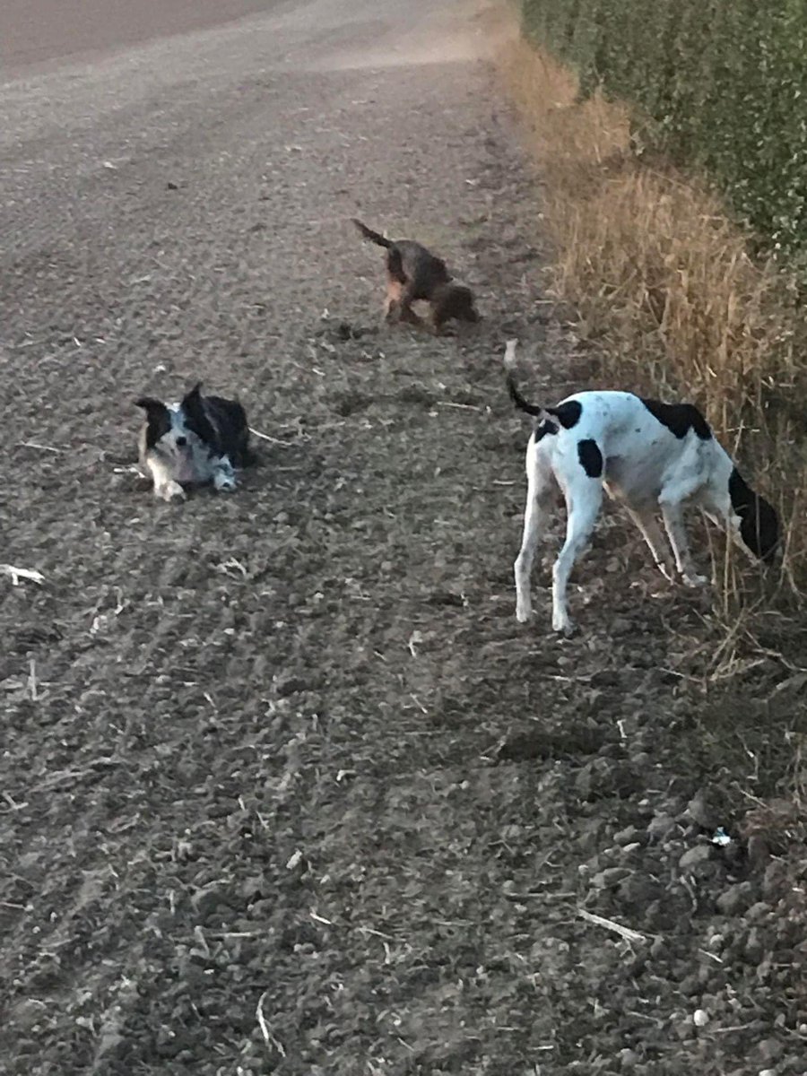 Life_BreakDown's tweet photo. Please keep sharing Roos photos and help bring her home
#bringroohome #missingdog #doglost #missingdoguk https://t.co/0IDJoYT4y8