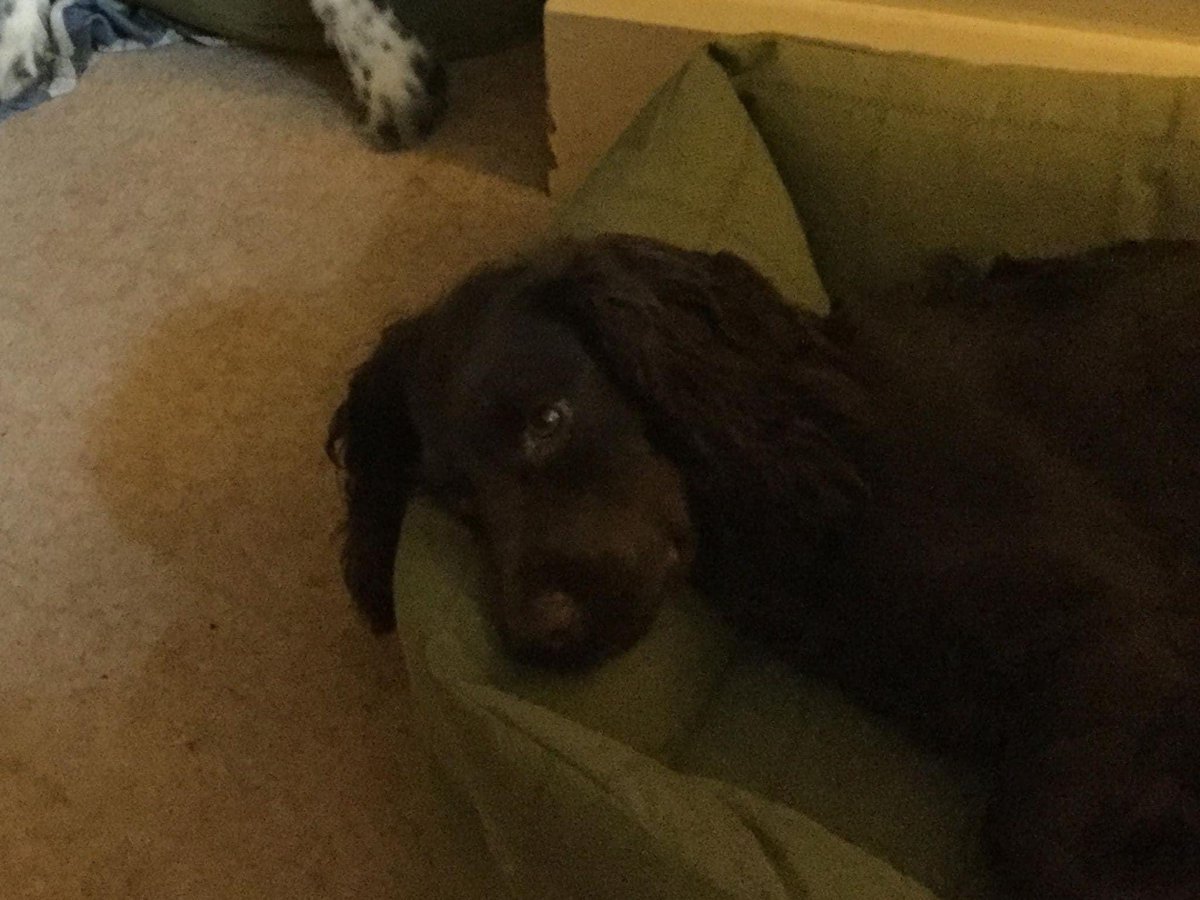 Life_BreakDown's tweet photo. Please keep sharing Roos photos and help bring her home
#bringroohome #missingdog #doglost #missingdoguk https://t.co/0IDJoYT4y8