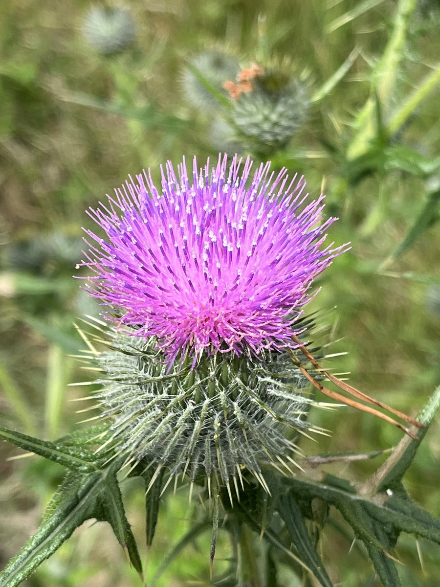 Flower of Scotland! The Spear Thistle, a well known plant of arable verges, roadsides and waste ground, with formidable spines but a mesmerising flower head when seen up close. 
plantatlas2020.org/atlas
#wildflowerhour #PlantAtlas