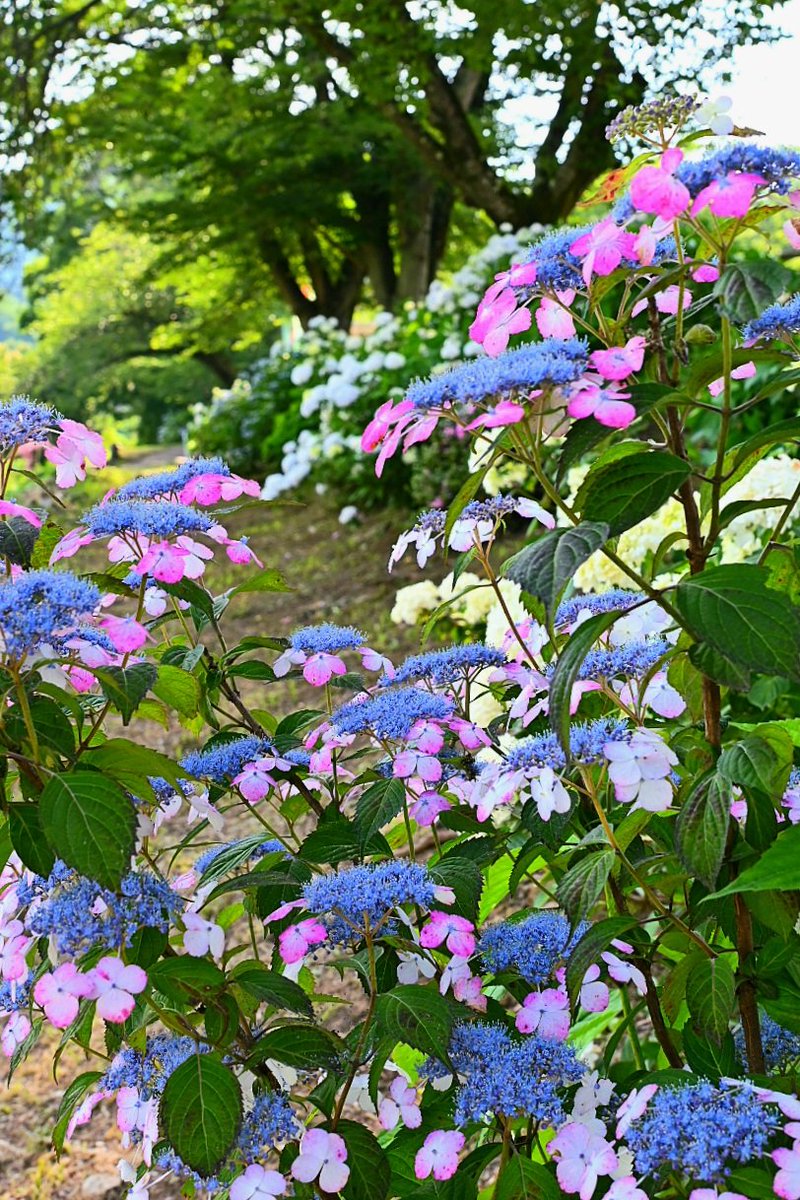 おはようございます(*´▽｀)ﾉﾉ͛💠

山道は紫陽花色

木陰を  のんびり散歩

そんな時間も必要･･･꒰ঌ(*ˊ꒳ˋ*)໒꒱

#ファインダー越しの私の世界
#キリトリセカイ
#写真で伝える私の世界 
#私とニコンで見た世界 
#photography 
#photooftheday 
#秩父郡長瀞町
#長瀞花の里
#紫陽花