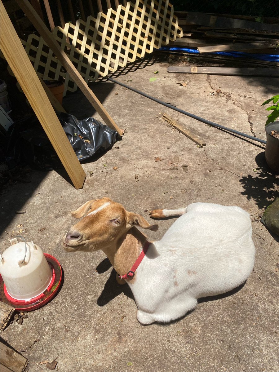 NickNorthen's tweet photo. The Northens have a new member of the family… Welcome home, Thor! https://t.co/YdsnYJ9Ky1