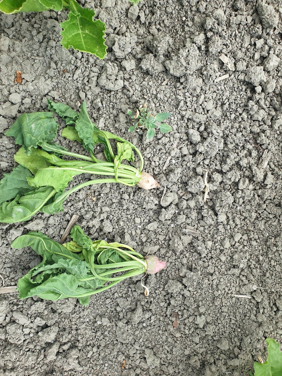 Waterminnende bodemschimmel Aphanomyces  heeft dit jaar weer redelijk huisgehouden op aantal bietenpercelen.