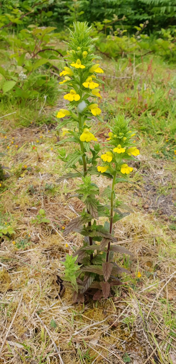 iancbeavis's tweet photo. Yellow Bartsia, St Mary's, Scilly  #wildf https://t.co/BYMRyD1vcq