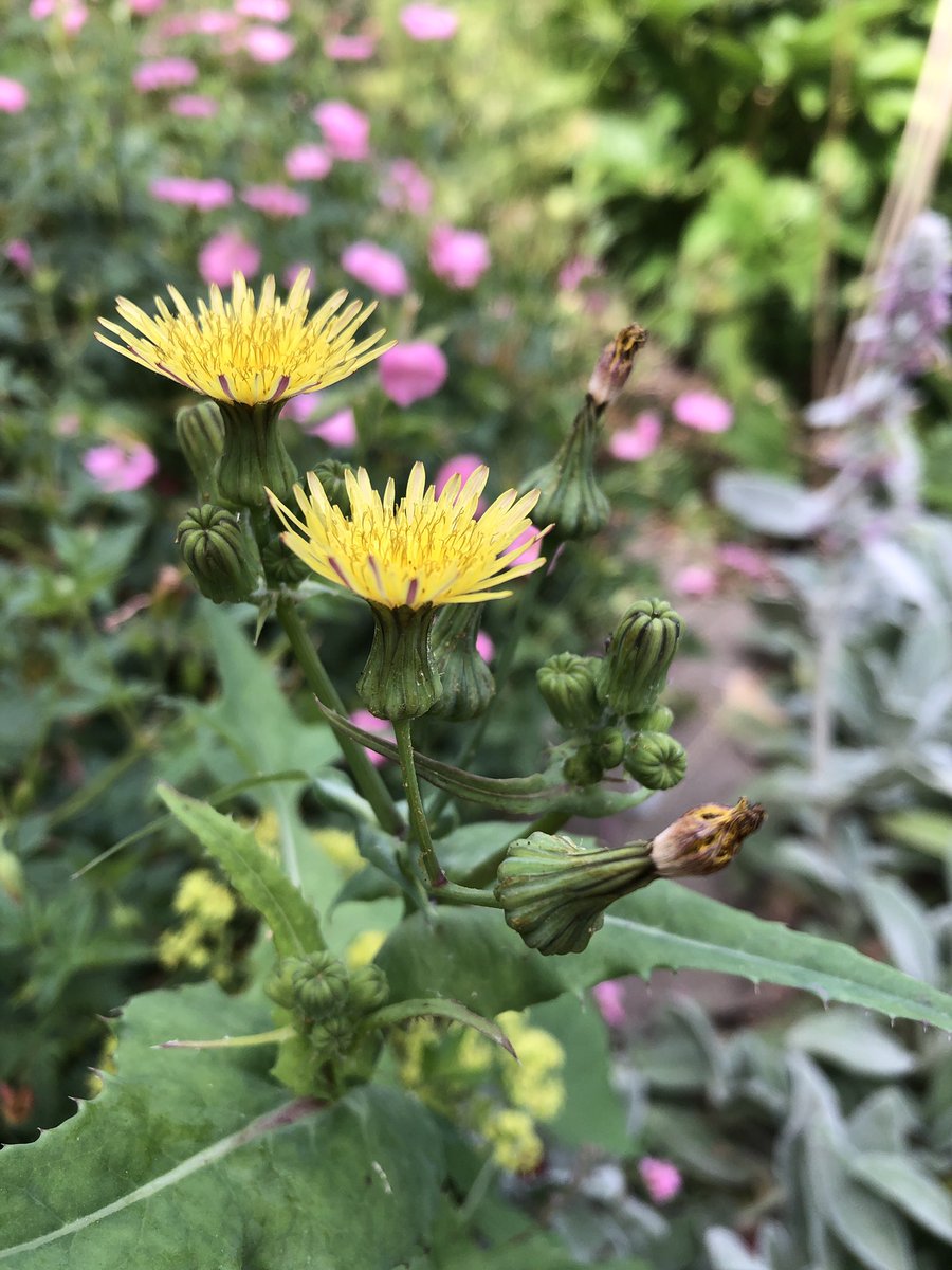 Common milk thistle, Sonchis oleraceus #wildflowerhour <a href="/BSBIbotany/">BSBI: Botanical Society of Britain & Ireland</a>