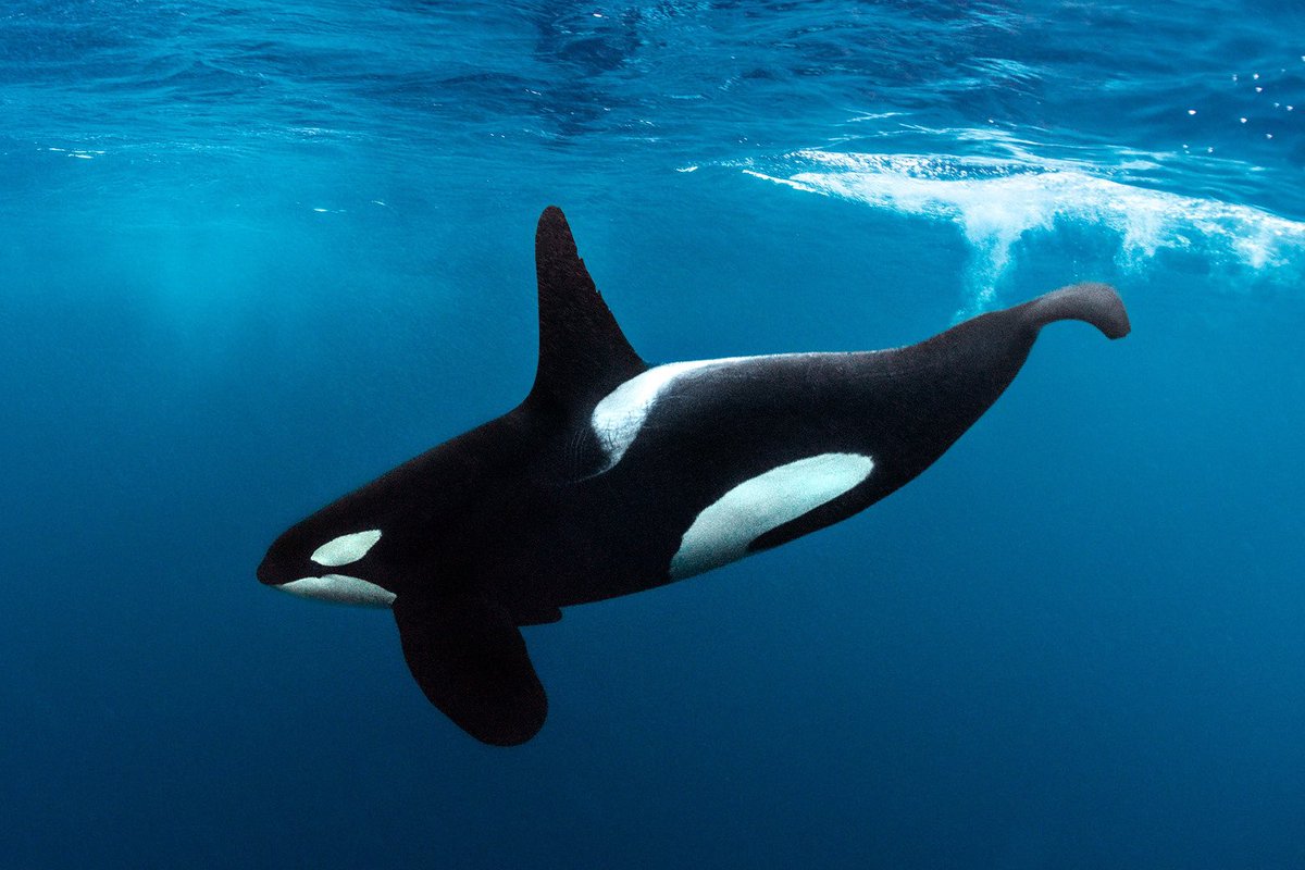 aqualuvsuotd's tweet photo. ☆ our lovely aquatic of the day is the orca (orcinus orca) !
☆ they say not everything is black and white, try to find different angles to look through ! https://t.co/f2eF07Ujc1