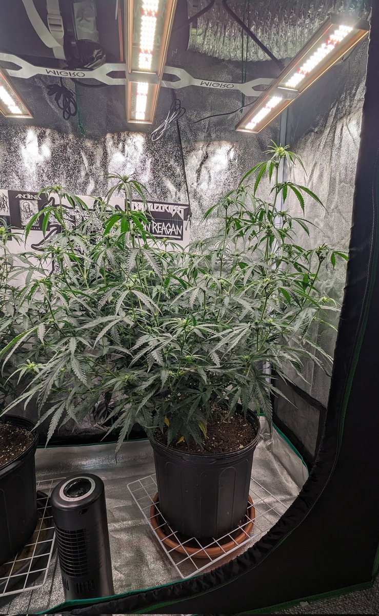 TempleGrower's tweet photo. Rotten Fruit #Romulan growing like a mafk. First time running this legendary cut & am now understanding why people don't like dealing with it. Monstrously lanky but it's gonna be so so so worth it. Headstash grass at its finest. ๐๐ฑ
#GrowYourOwn #Cannabis #CloneOnly https://t.co/yjaCcmh6SE