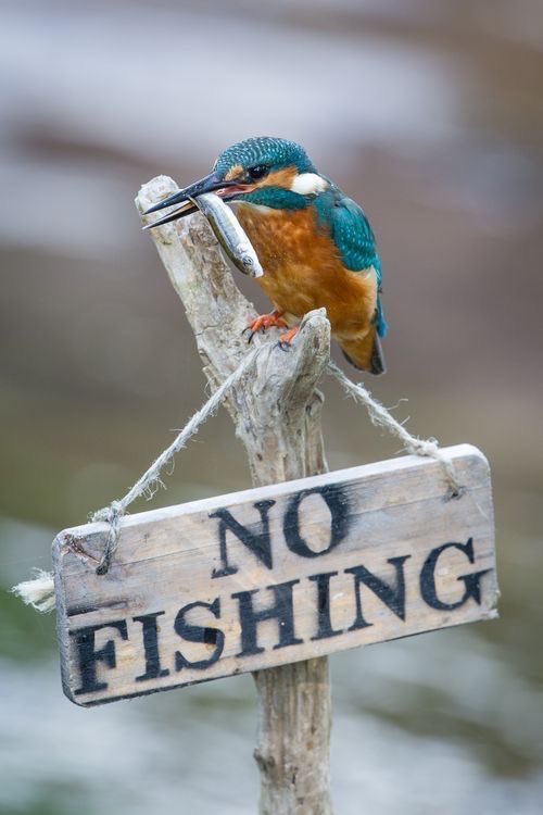 Lol!
#photos #photography #birds #fishing #kingfisher