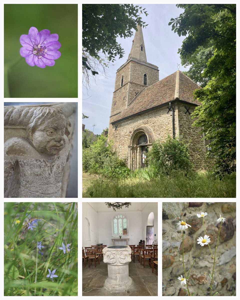 Wildflowers growing in the churchyard of St Peter, #Cambridge. Hedgerow cranesbill, Trailing bellflowers and Oxeye daisies. #WildflowerHour