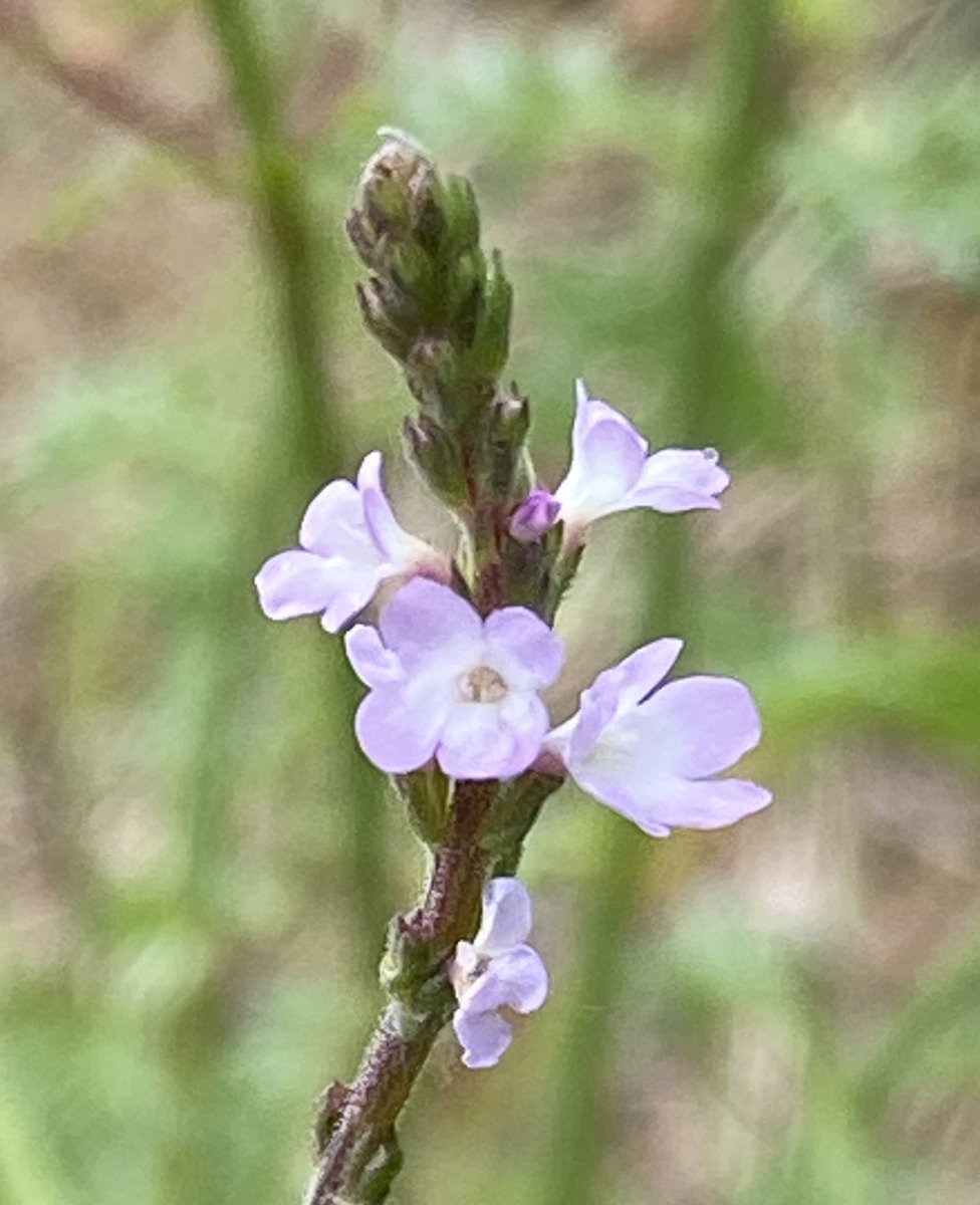 Vervain flowering in the usual spot near Durrow for #wildflowerhour @BSBIbotany @wildflower_hour @BSBI_Ireland