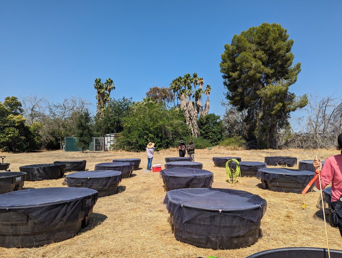 McNeishAqEcoLab's tweet photo. Another day of sampling! Definitely have some interesting growth in the artificial ponds. https://t.co/FVKju3Q6WP