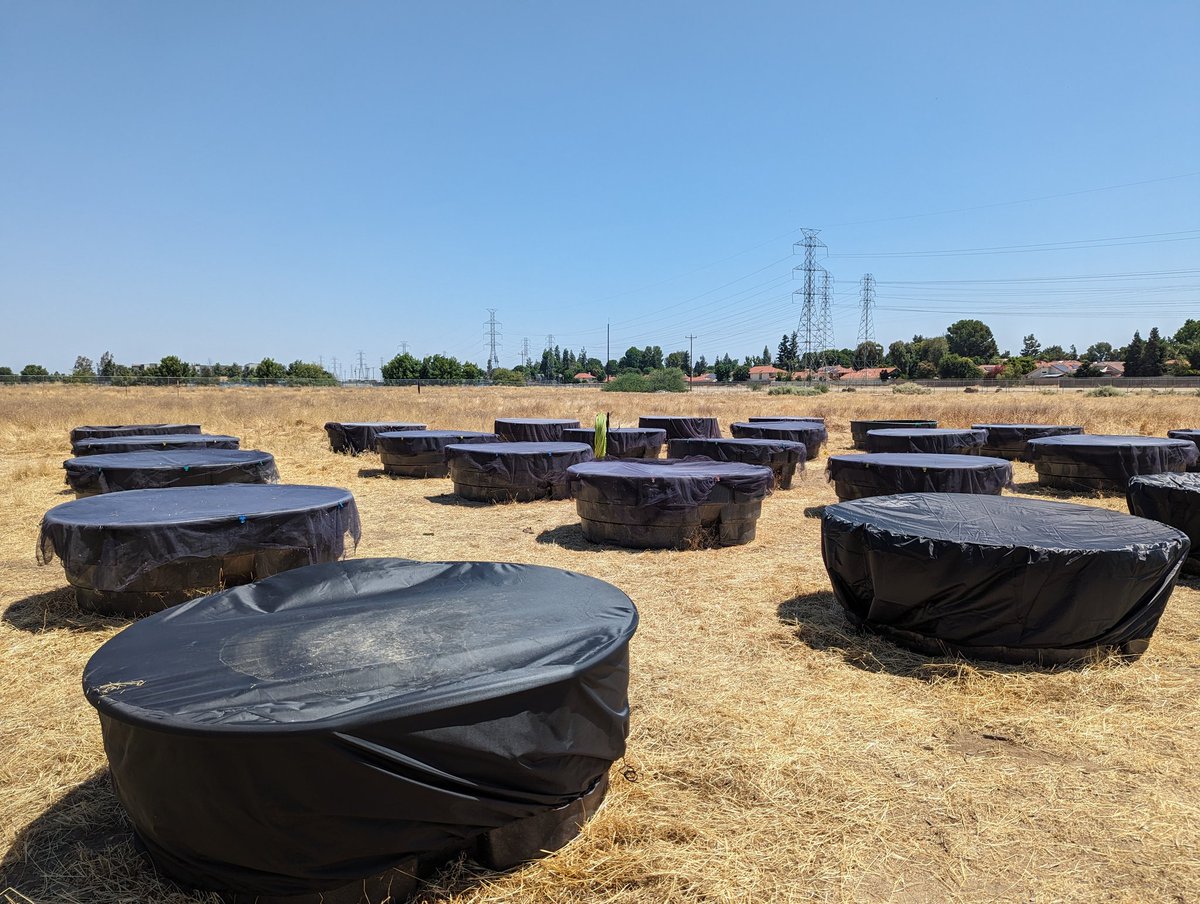 McNeishAqEcoLab's tweet photo. Another day of sampling! Definitely have some interesting growth in the artificial ponds. https://t.co/FVKju3Q6WP