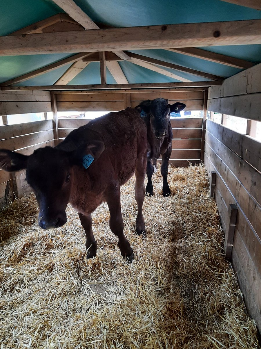 Shepherd Ryan tweet media