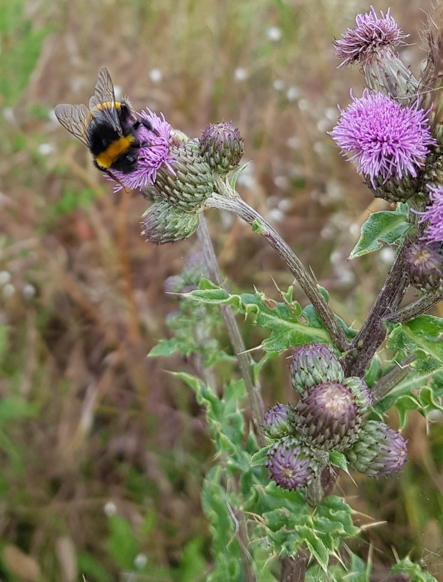 The #thistles are starting to come in to bloom & the bees are making the most of them 😊 Our favourite #thistle picture this week. #wildflowers #morethanweeds @wildflower_hour #lovewhereyoulive