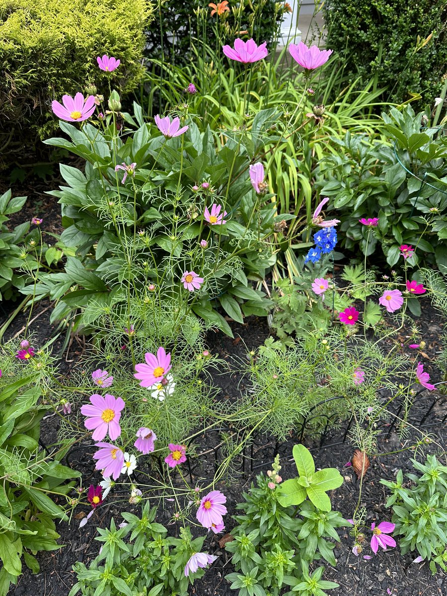 Garden is a riot of color. #June