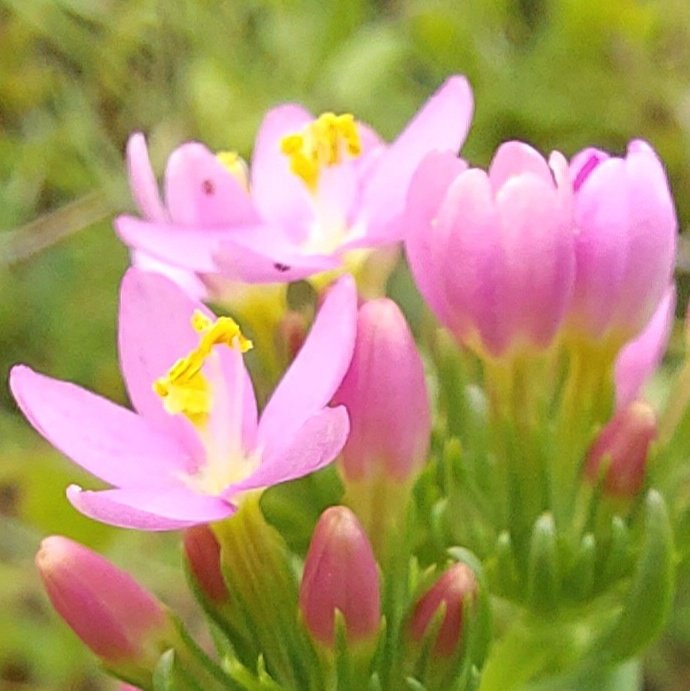 HafanOleu's tweet photo. #CommonCentaury candyfloss pink #wildflowerhour https://t.co/sXPX0shO92