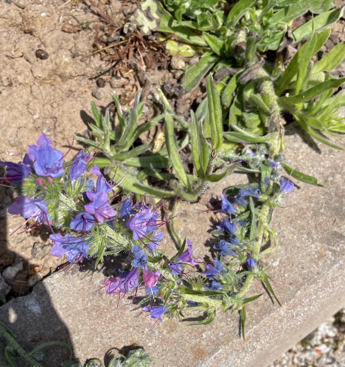 Viper’s Bugloss (I think - used my app to identify) growing in abundance at Tolvaddon Fire Station in Cornwall this week. #wildflowerhour