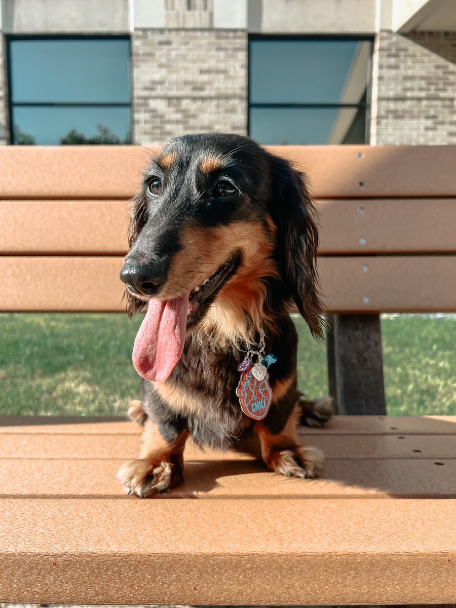 lifewithweenies's tweet photo. Promoted from in training to a full service doggo 🌭 mom is so proud of me! https://t.co/iee3xe8aNK