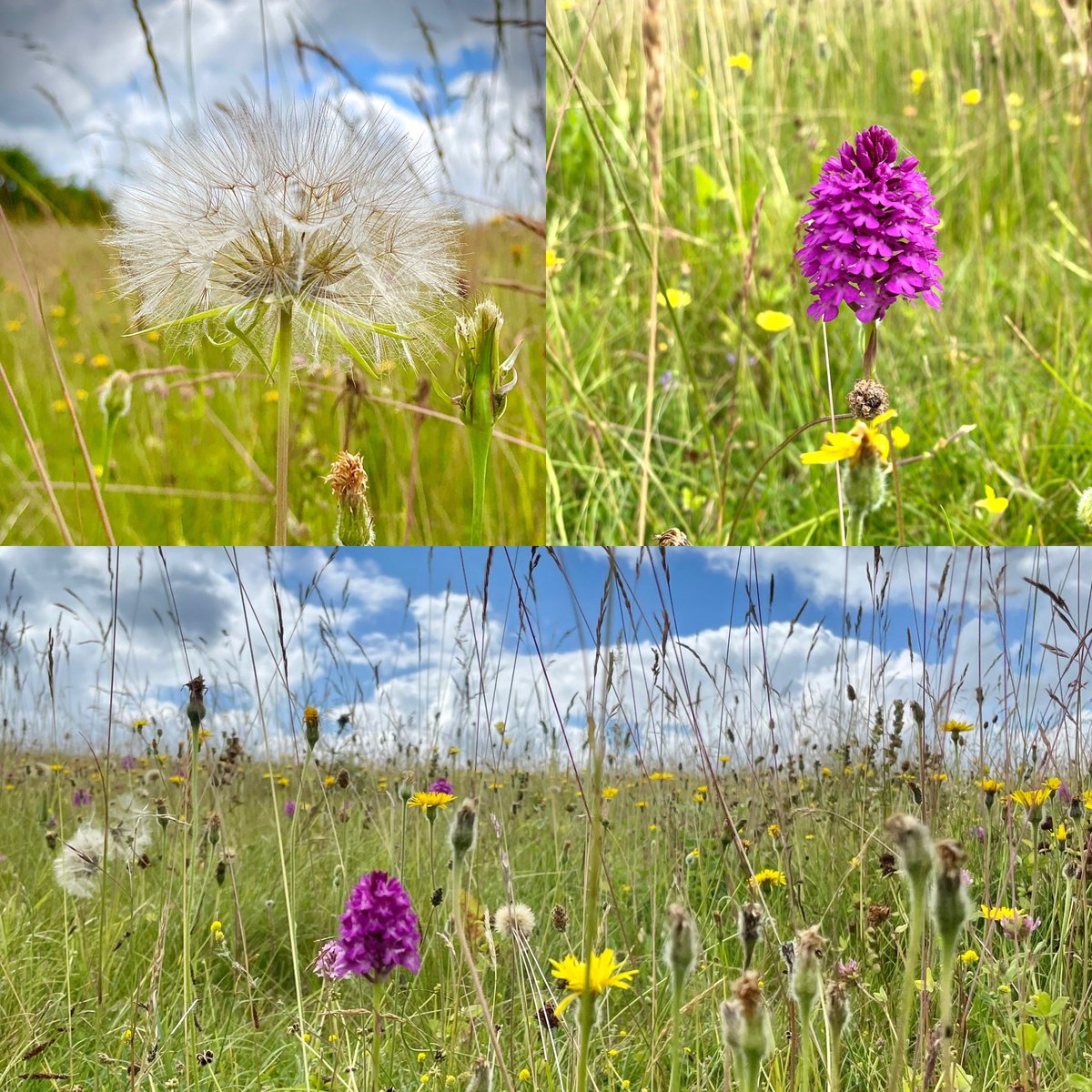 Wildflower meadow..simply beautiful! #wildflowerhour #summertime