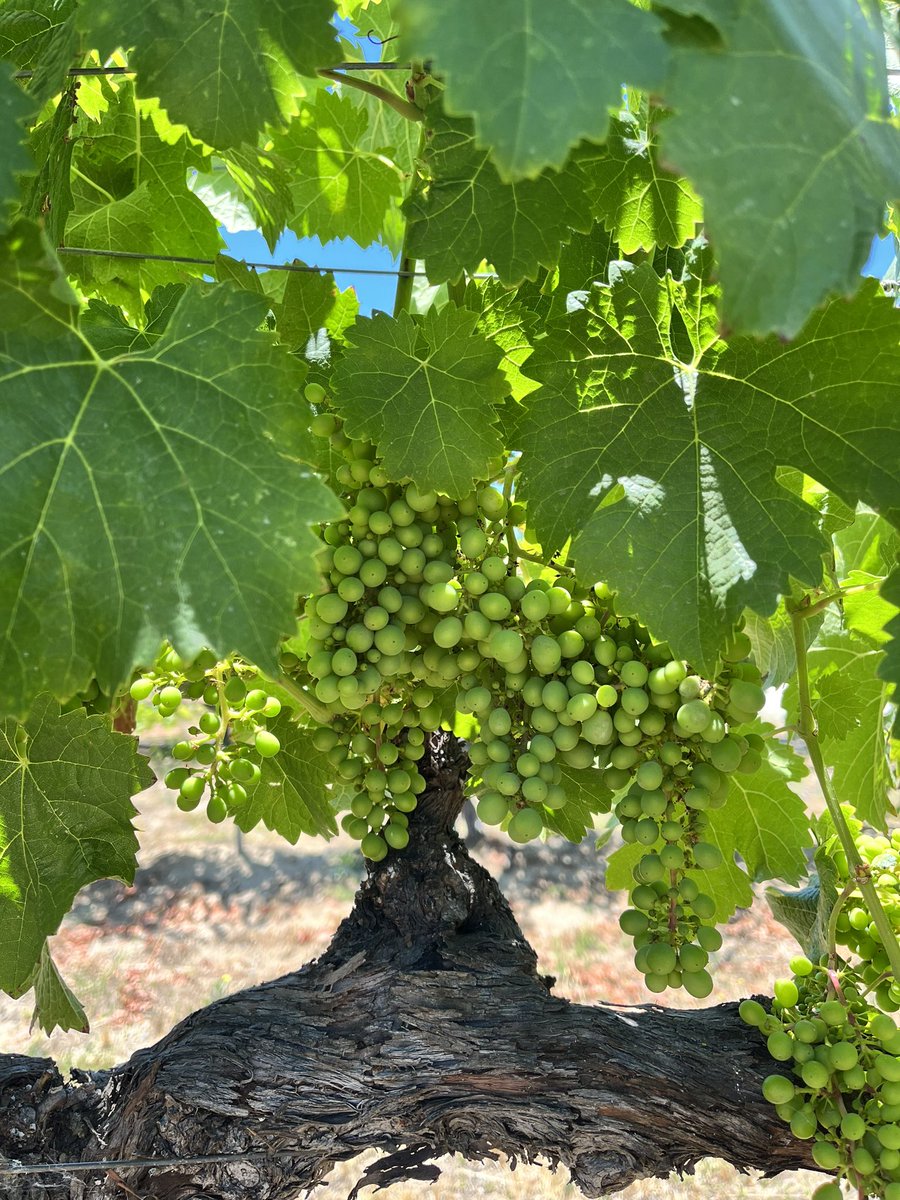 Our #cabernetsauvignon coming along nicely now that the weather is warming up!

#avensolewinery #visittemecula #liveglassfull
