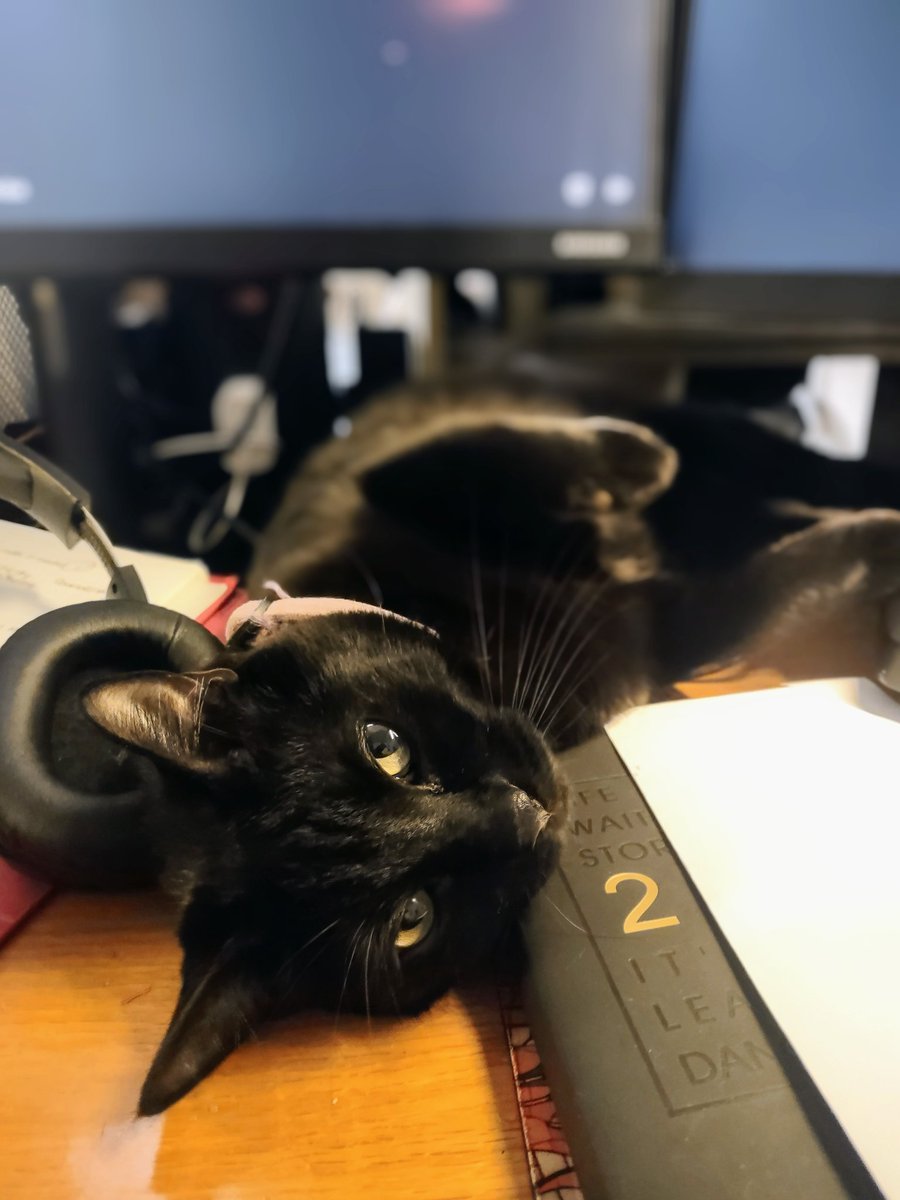 PattyOrion's tweet image. Doing some #pairprogramming with my #tomasito 💕! #CatsOnTwitter #cats #coding