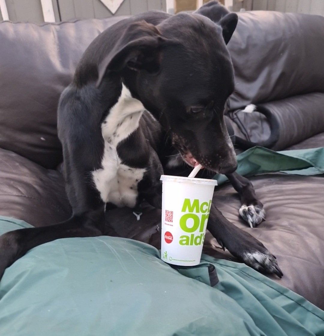 Not my fault mum left her drink unattended 🤣🤣🤣💙🐾🐕 #dogsoftwitter #dogsarefamily #lurcher #McDonalds