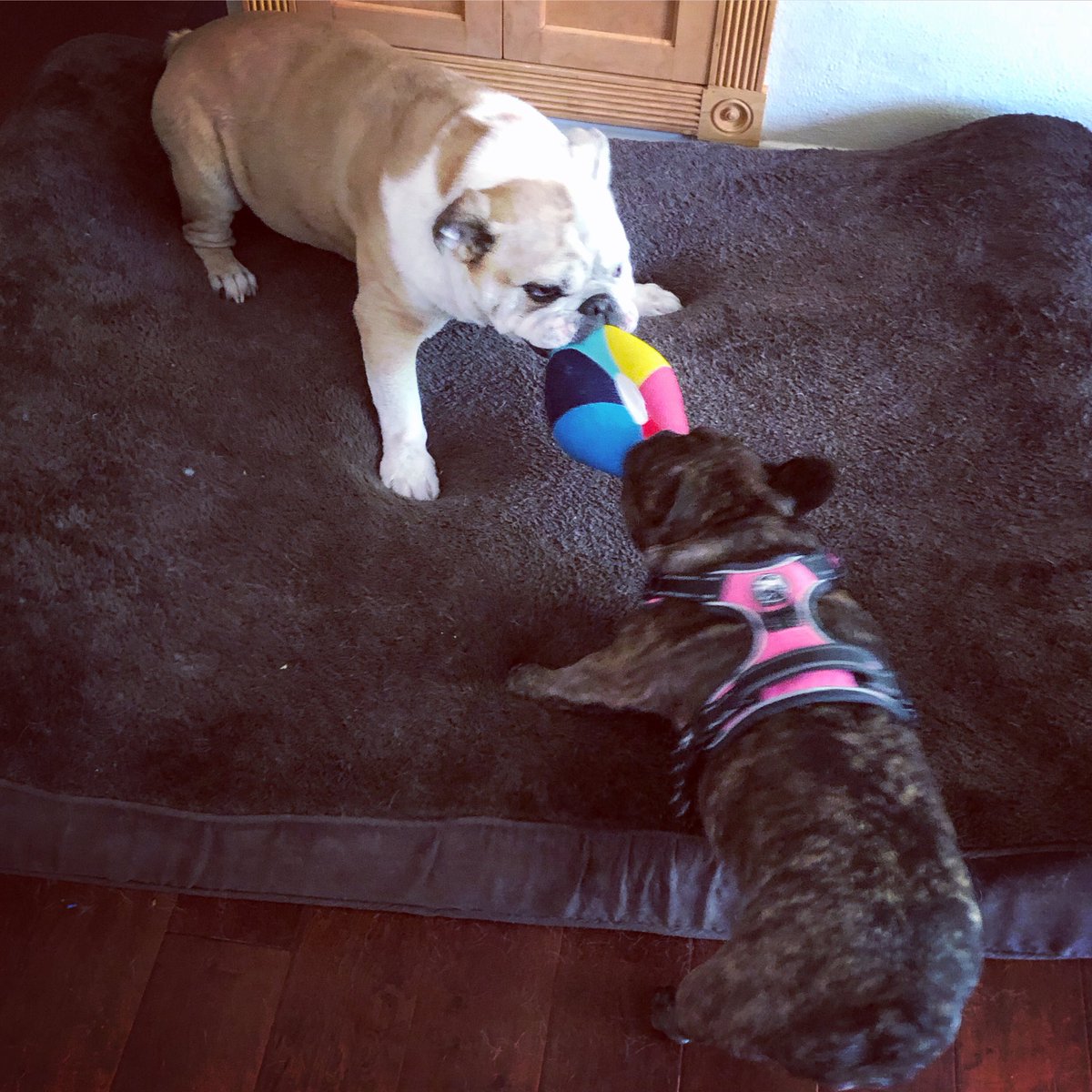 Sharing is caring, right? #tugofwar