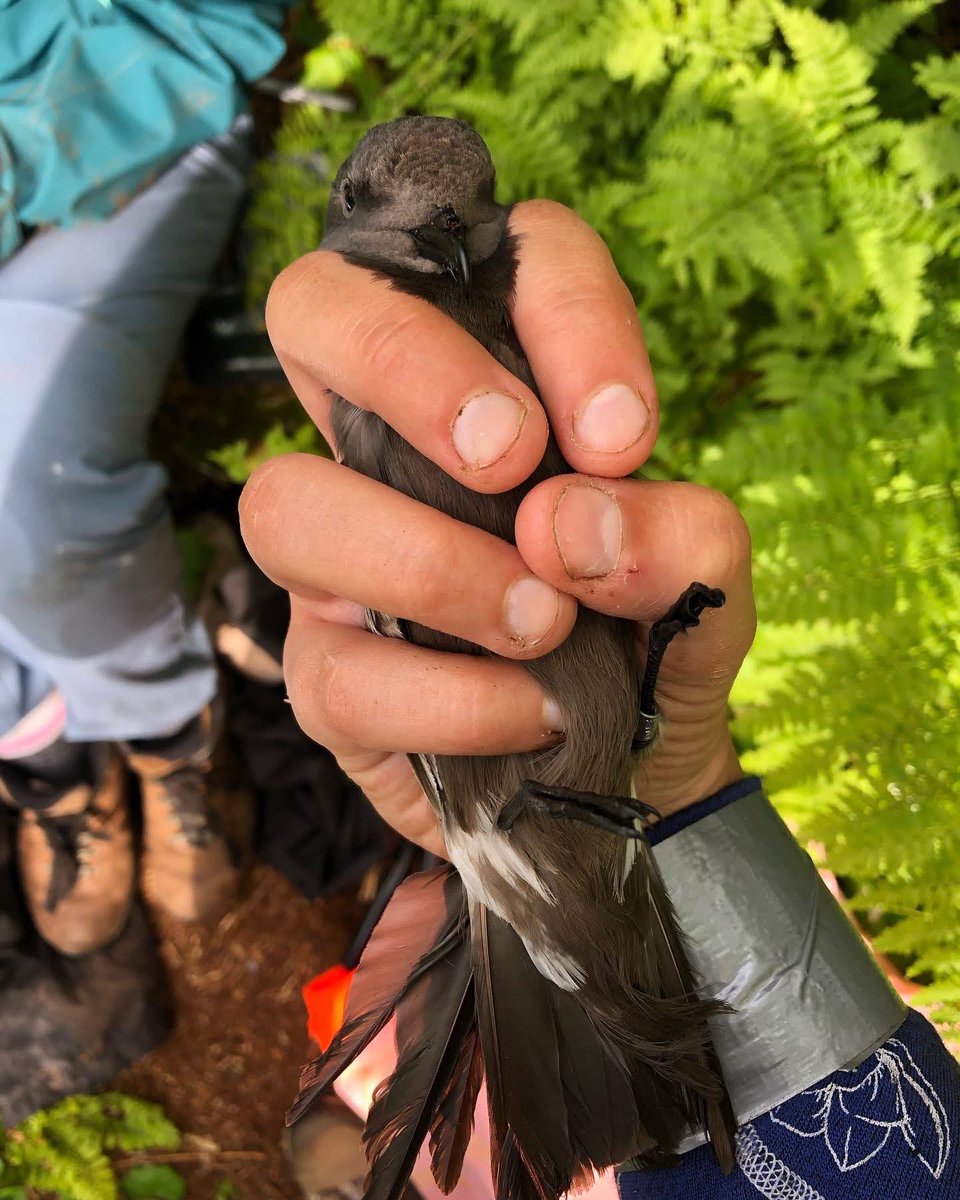 Excited to announce that my first paper is out now in Northeastern Naturalist 📣 🐦 we used social media reports to quantify #LeachsStormPetrel strandings around Newfoundland and inform the spatio-temporal distribution across the island! doi.org/10.1656/045.03…