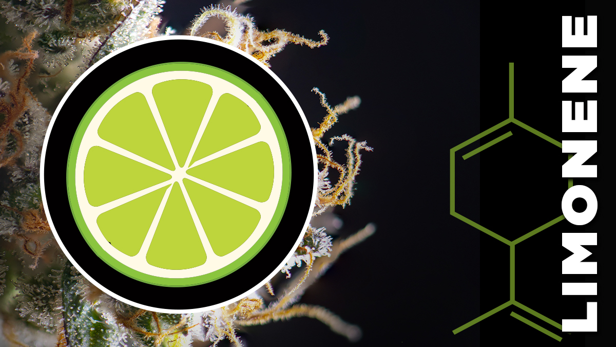 You find this tasty terpene in our signature strain Sage n' Sour as well as the rest of the MTL strains

#terptalk #terpenes #cannabiseducation #committedtothecraft #forthemodernstreet