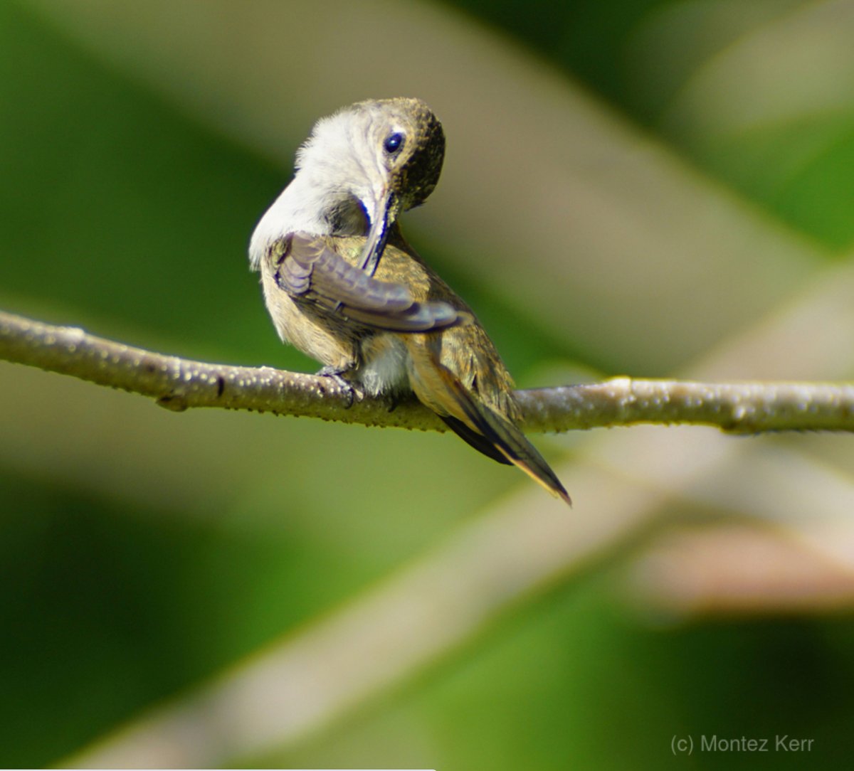 #culthummingbird #hummingbird #birdphotography #birdwatching #thebahamas #bahamawoodstar #nature #humanartist #buyintoart #AYearForArt #wildlife #photography #theBahamas #Caribbean   See it here ->bit.ly/3QzT0ac