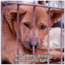 @WindmoorsEllaS @Plush_bears I've already donated because I support what they are doing. But we should also take a minute to realise how bad it is for these animal lovers at Yulin. As heartbreaking as the sights and sounds are, they still manage to rescue the lucky ones. Please spread the word.
#Yulin2023