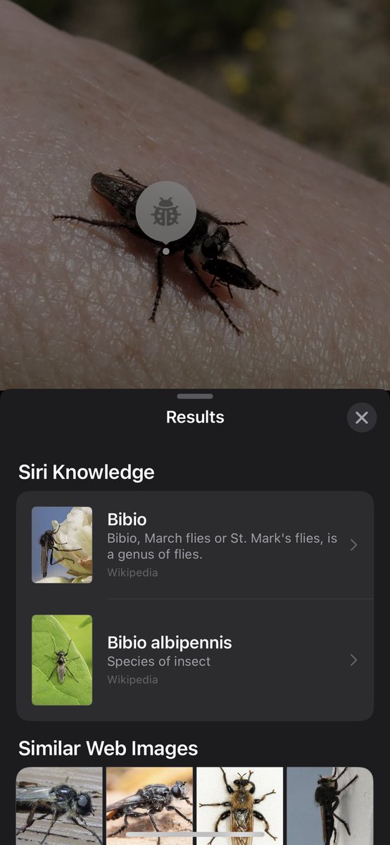 @NevadaWolf I have no idea how accurate this result is but on a photo you take on an iPhone, you can swipe up and Siri can identify the bug