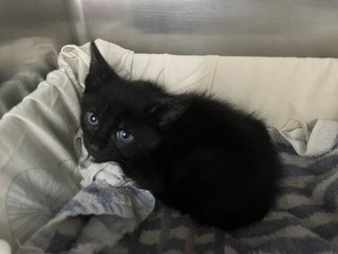 NYCDEATHROWCATS's tweet photo. *SHELTER PLEA* Solo Underage Kitten Could Use a Playmate - MEET GORILLA!
https://t.co/se29Y4zURG https://t.co/yH2jGM5Scg