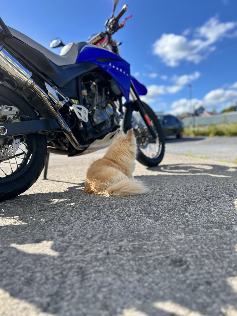 mototingle's tweet photo. Hero in the shade of the Yamaha #XT660R https://t.co/A8ywzVMeDx