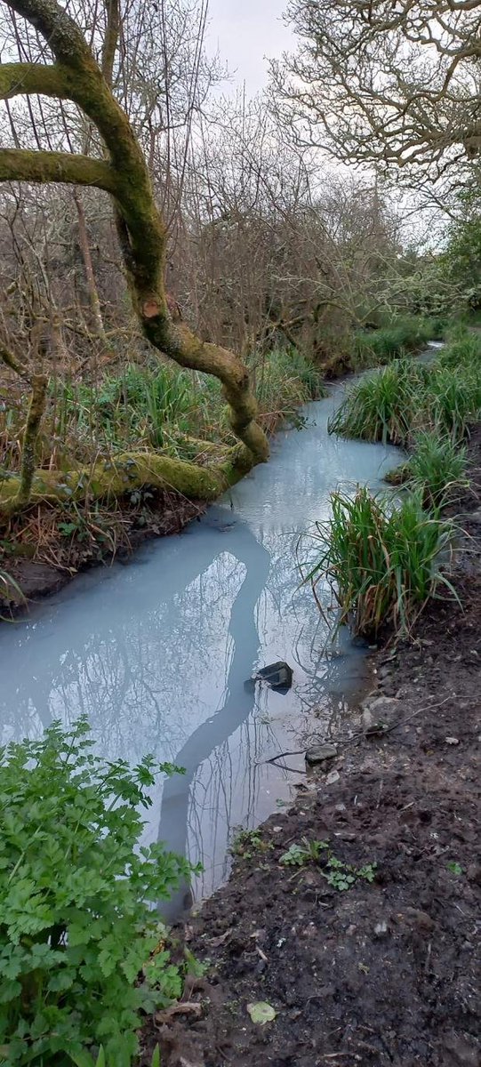 Tom___Scott's tweet image. Toxic mixtures of chemicals, incl. extremely long-lasting 'forever chemicals,' are being found in #Cornwall's rivers according to analysis by @theriverstrust.

Shocking &amp;amp; important story by @PacketRyan for the @ThePacket.
#MakePollutersPay #StopTheSewage
falmouthpacket.co.uk/news/23604794.…