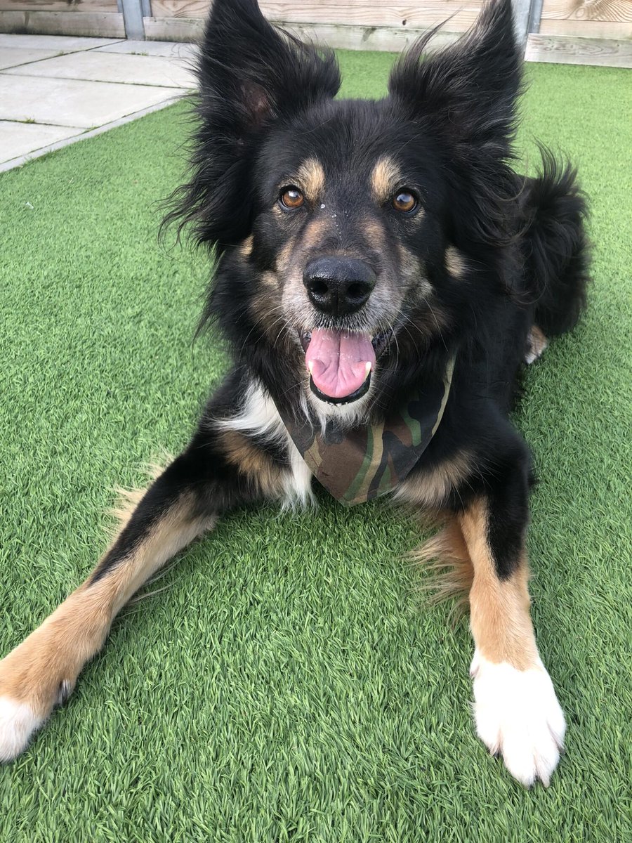 Please retweet to help Kylo find a home #EDINBURGH #SCOTLAND 

Stunning German Shepherd x Collie aged 9.  He's looking for an experienced, adult home, away from the city. He needs to be the only pet 🎾 

DETAILS or APPLY👇
edch.org.uk/pet/kylo/ #dogs #Collies #AdoptDontShop