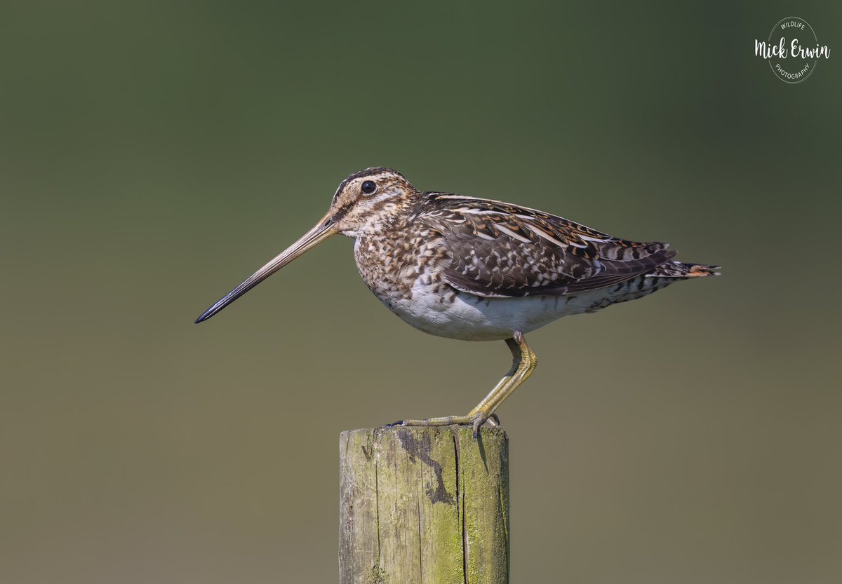 Snipe  #sonyalpha #600f4 #sonyphotography #sony #wildlifephotography #nature #sonywildlife #sonya1 #bbcwildlifepodt #naturephotography #bbcspringwatch #bbcwildlifemagazine #snipe