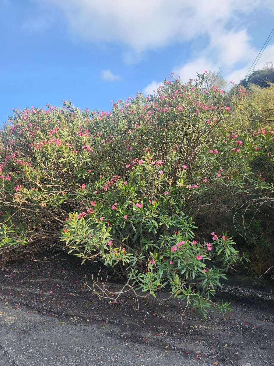 Alexandria Thomsen tweet media