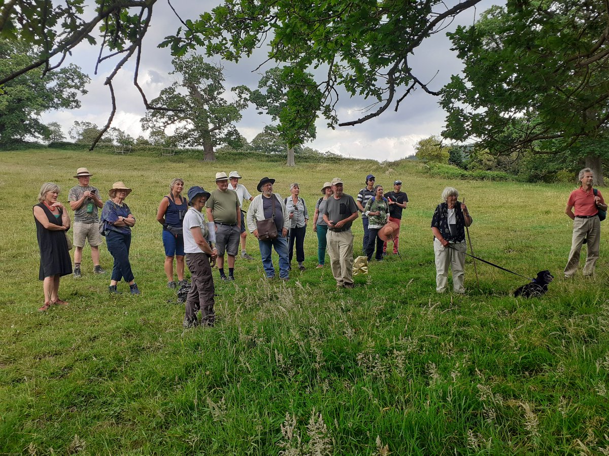 A tour de force of a talking walk today to the 1000 year old #kingjohnoak in Shute and much more with the extraordinary tree expert Jill Butler <a href="/Safernoc934/">Jill Butler 🌳💚🧩</a>. Our ancient trees have so little protection in UK.
