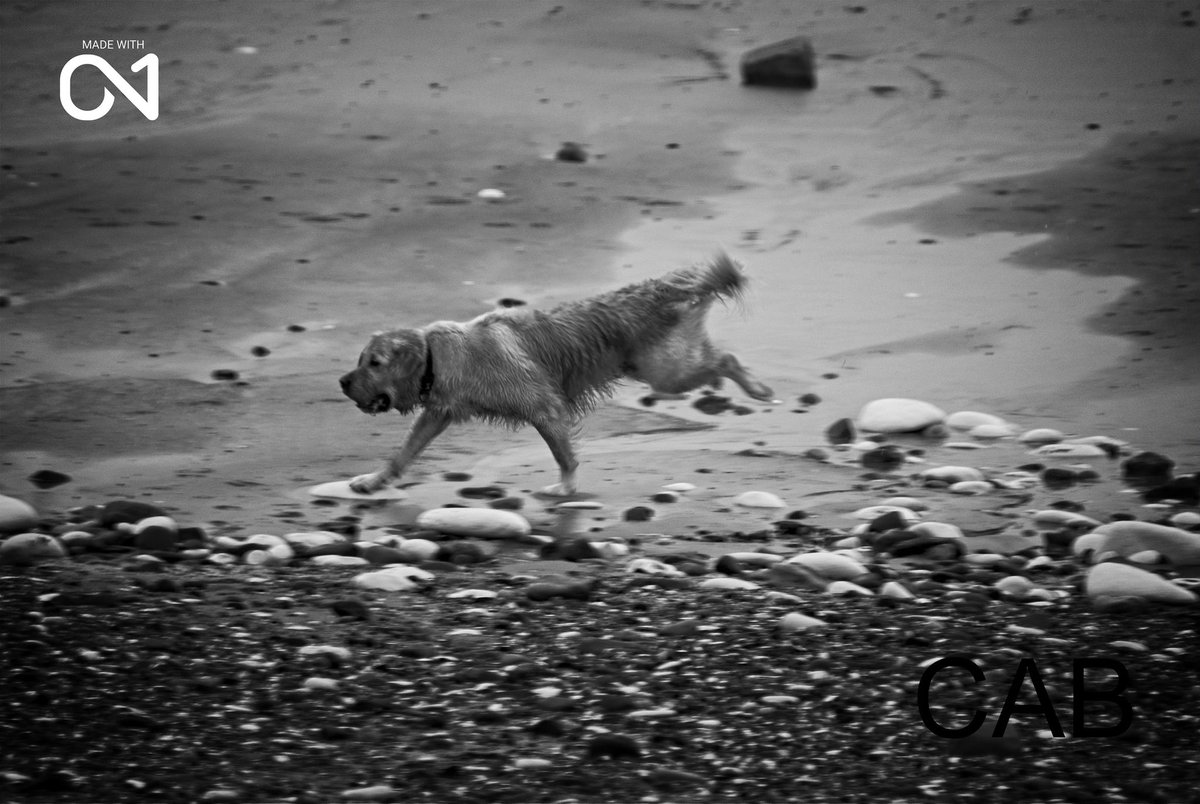 #dog on the #run #photographer #photographers #photography #photooftheday #photoshoot #photographylovers #actionphotography #dogphotography #pets #blackandwhitephotography #atmospheric