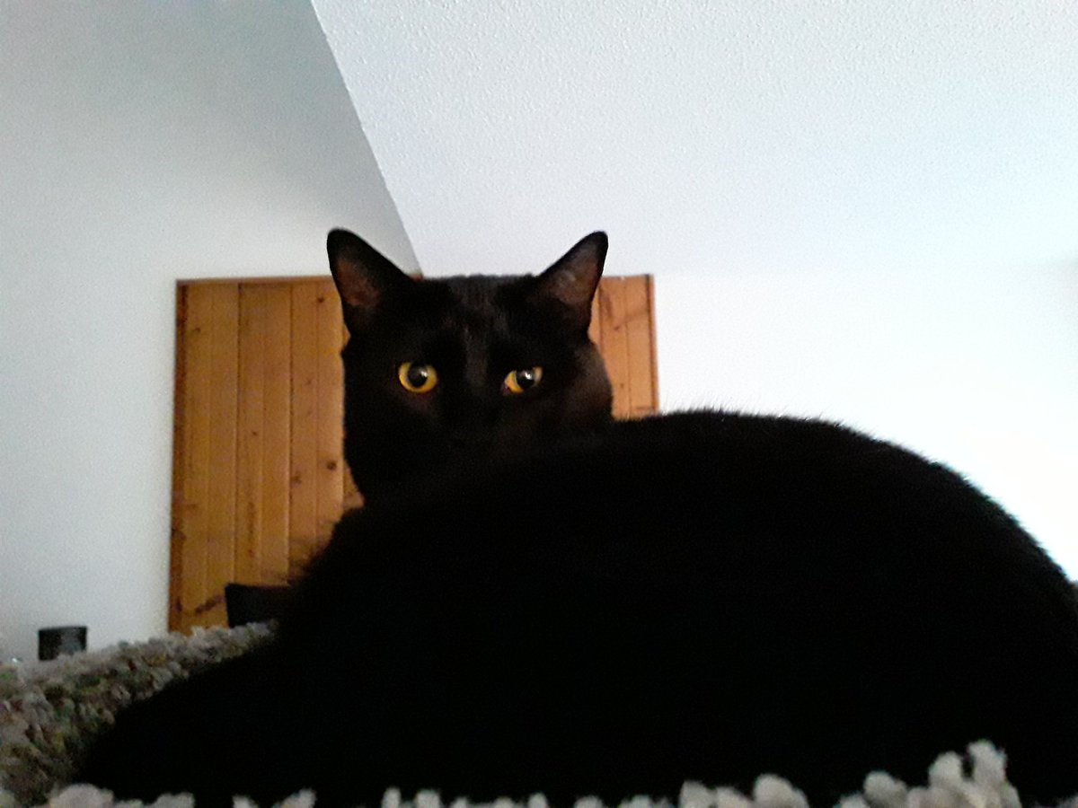 ThatPlushiChick's tweet photo. Signal boosting my friend's vet bill GoFundMe - Binx is my cat-nephew and I love him to pieces. Poor baby boy is too young to be dealing with these medical issues 😭

https://t.co/qVnzr0bnzF https://t.co/XaOtueP0VQ