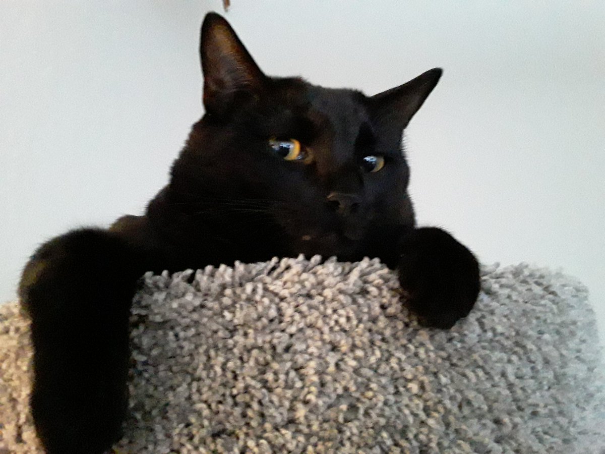 ThatPlushiChick's tweet photo. Signal boosting my friend's vet bill GoFundMe - Binx is my cat-nephew and I love him to pieces. Poor baby boy is too young to be dealing with these medical issues 😭

https://t.co/qVnzr0bnzF https://t.co/XaOtueP0VQ