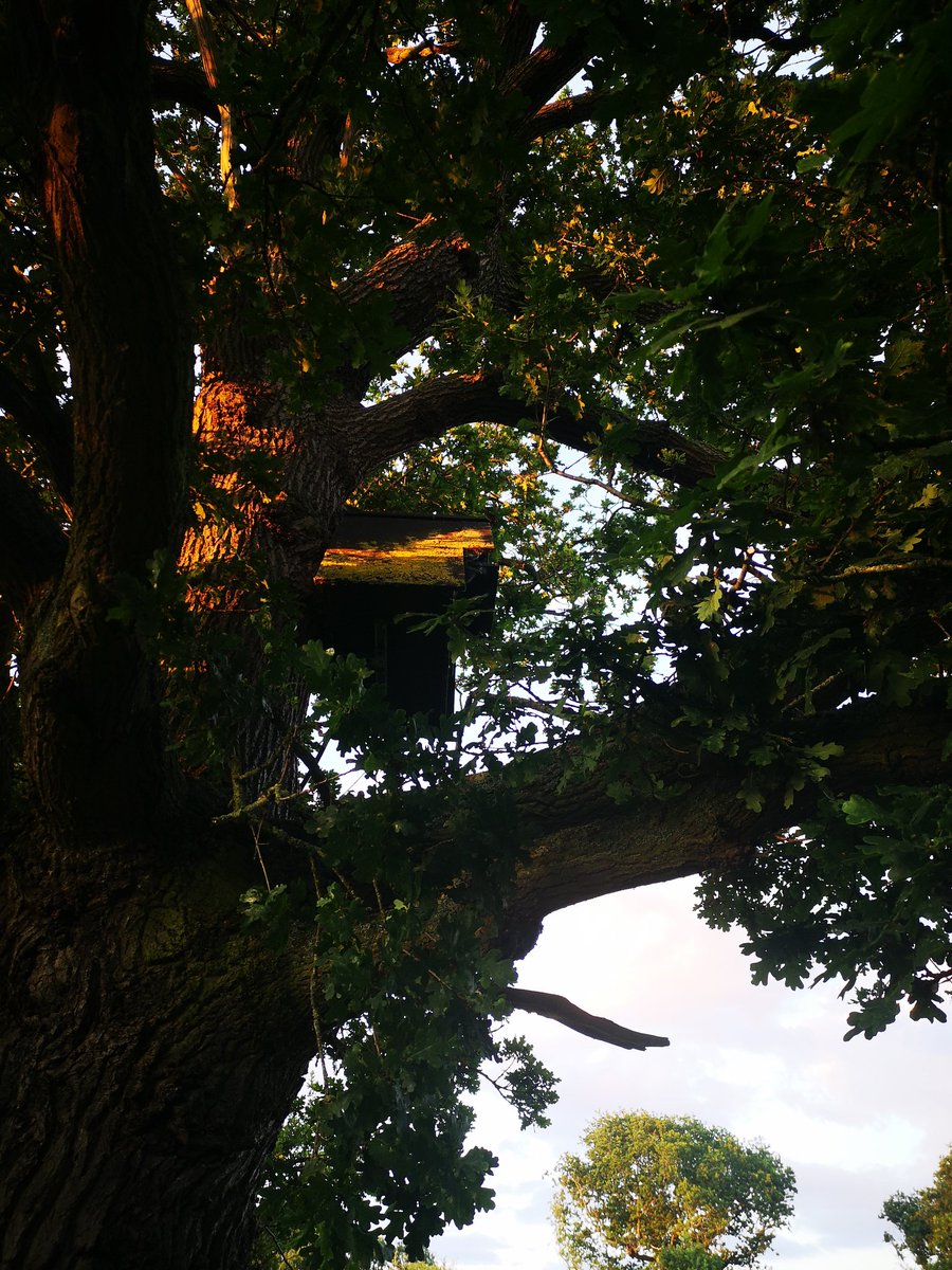 hypnowithjo's tweet photo. Barn Owl babies and the pellets
Wirral barn owls https://t.co/lLGlPksMSZ