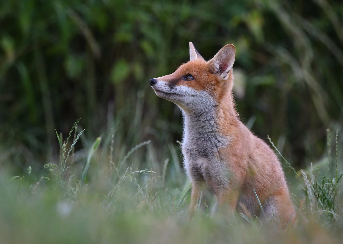 Watching the birds on the feeders this evening.