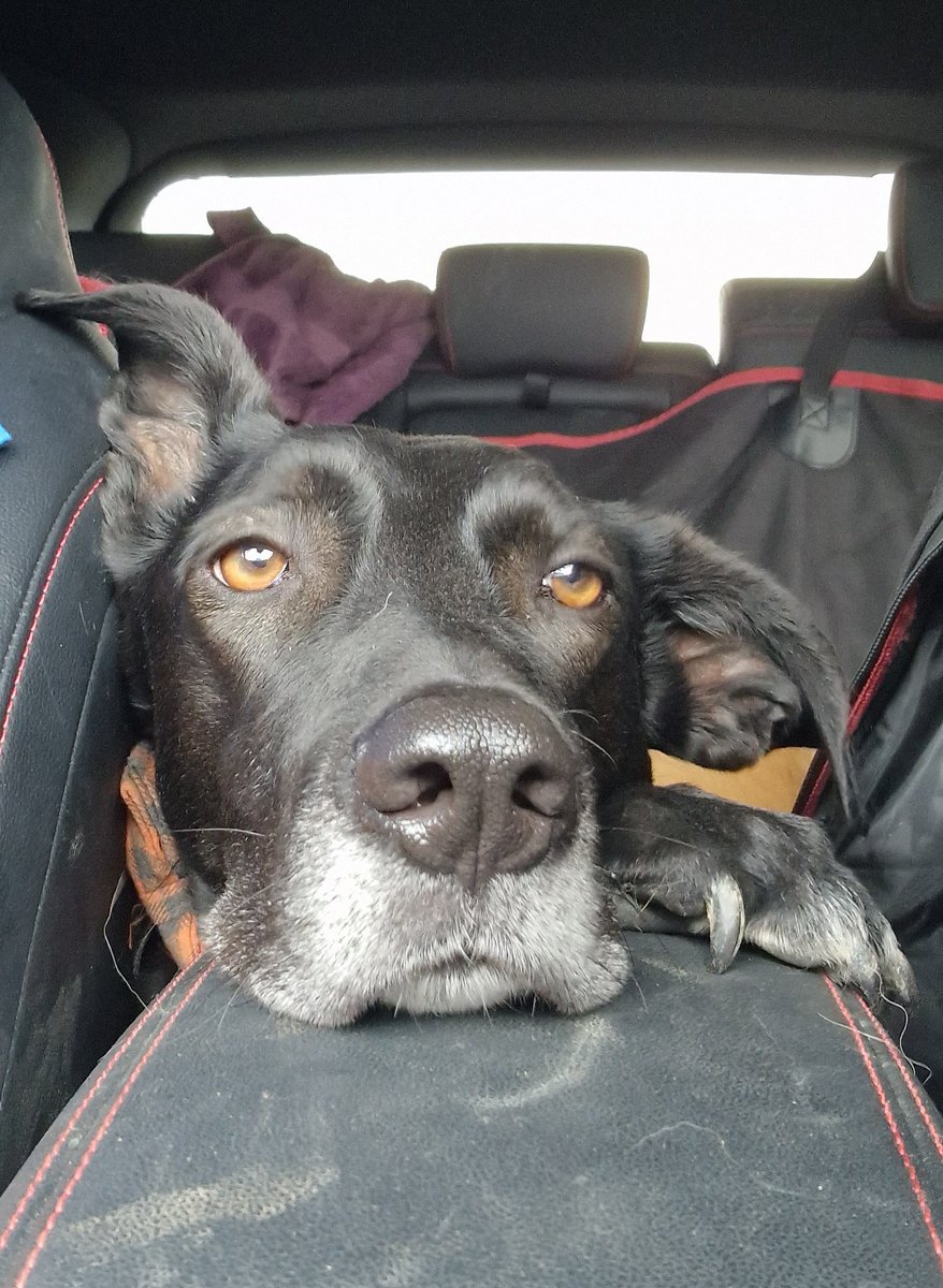 Simba & Dolly tweet media