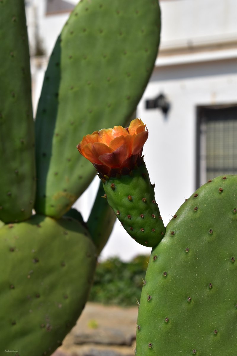 #summer #Barcelona #photography #photo #urbanphotography #fotografia #Street #streetphotography #streetphoto #flower #cityscape #cityscapes #jardin #garden #flores #fotografia #fotografie #roses #Flowers #Nikon #nikonphotography #photooftheday #flowersphotography