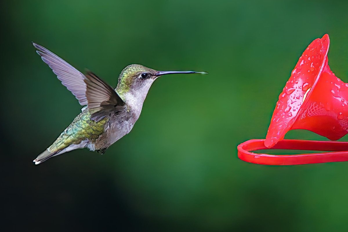Daily bit of beautiful 

Hummingbird in New England

Photo by Mike Dunn
