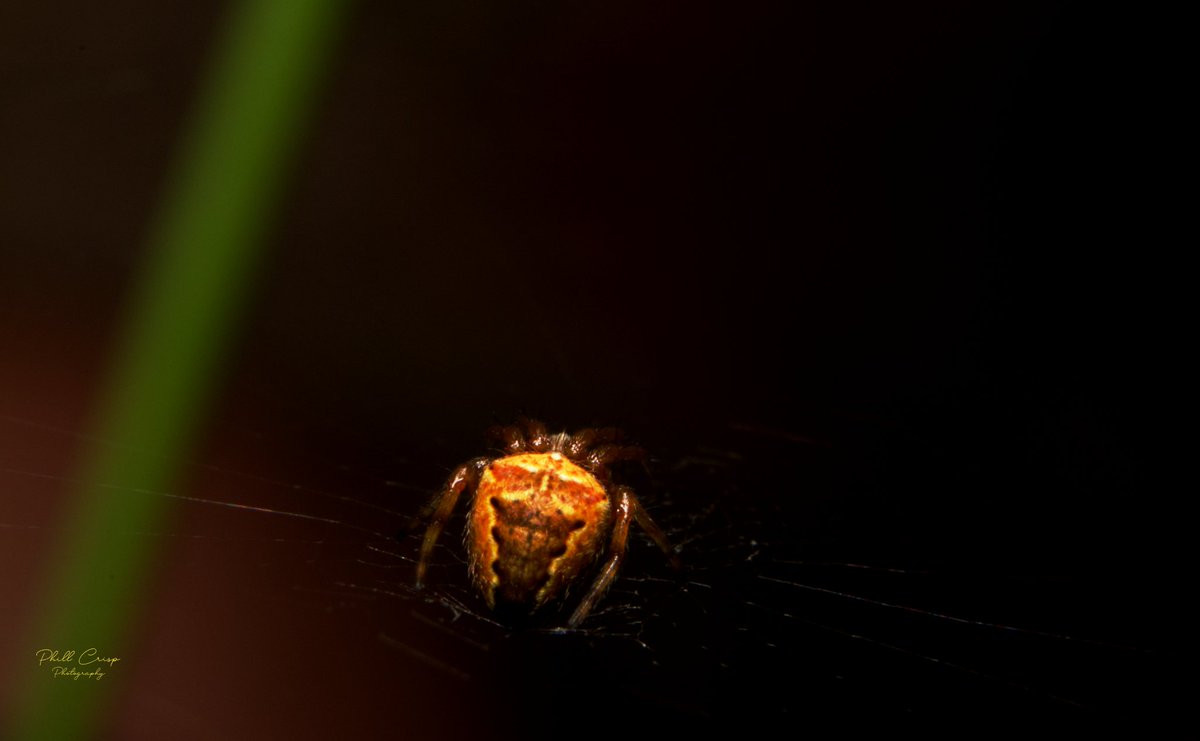 PhillCrisp's tweet photo. #BAS I found this tiny, juvenile Araneus diadematus? garden spider (approx 2mm diameter), so grabbed the macro tubes. 

The wind meant she was buffeted like a flag on her web, so I was quite pleased with this single shot. 
#macrophotography, #spider, https://t.co/PsDdgAptdx